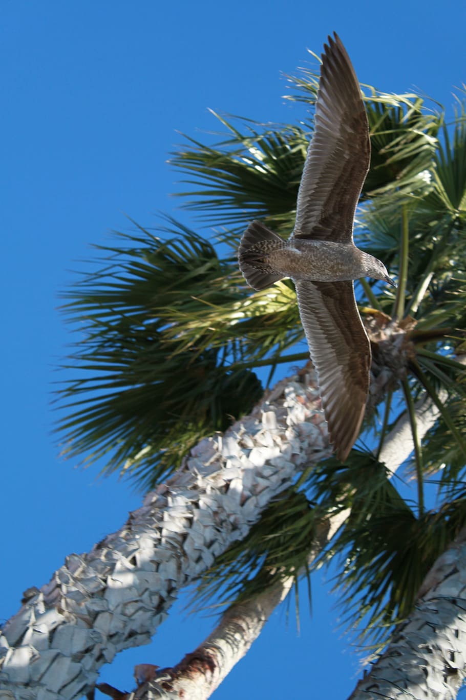 palms, sky, seagull, summer, tree, low angle view, plant, nature HD wallpaper