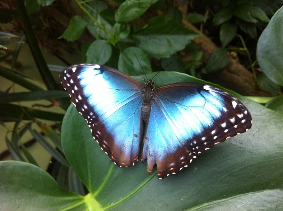 Butterfly, Tropical, blue, leaf, no people, close-up, day, green color HD wallpaper