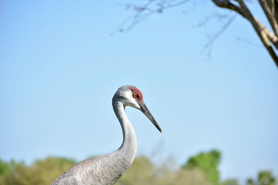 birds, crane, sandhill crane, nature, animal, wild, wildlife, HD wallpaper