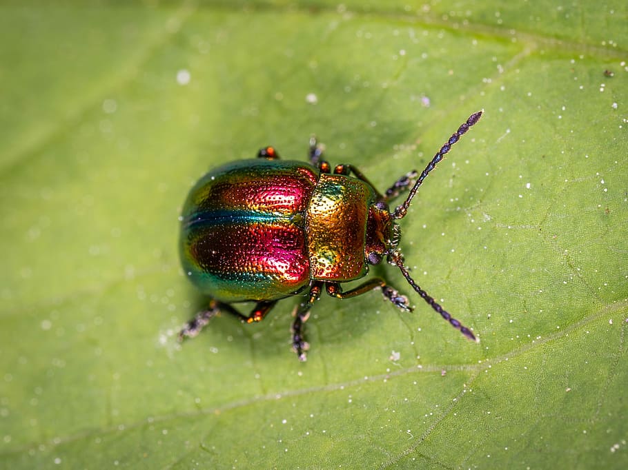 red and green beetle close-up photography, insect, coleoptera HD wallpaper