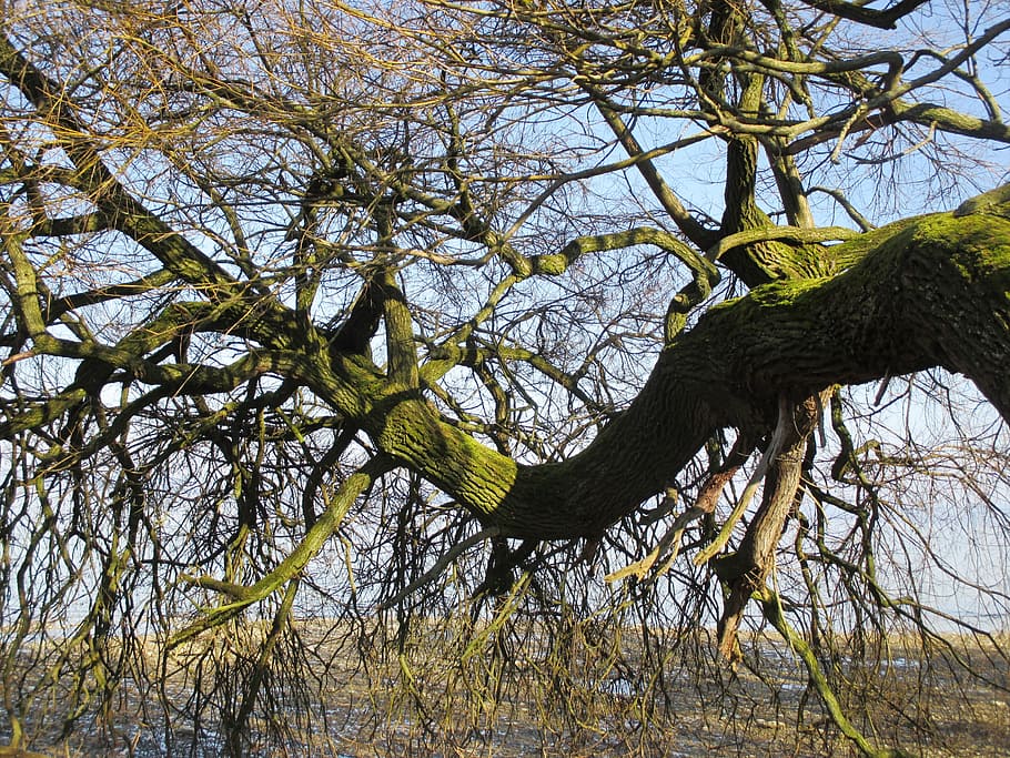 Tree, Tribe, Branches, Bark, Log, bent, gnarled, animal wildlife HD wallpaper
