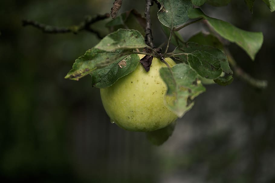 sad, apple, fruit, apples, tree, nature, garden, healthy food HD wallpaper