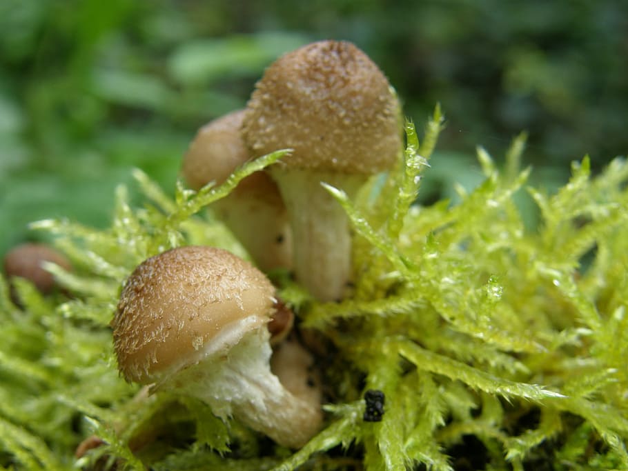Mushroom, Moss, Forest, Brown, Nature, forest floor, fungal species HD wallpaper