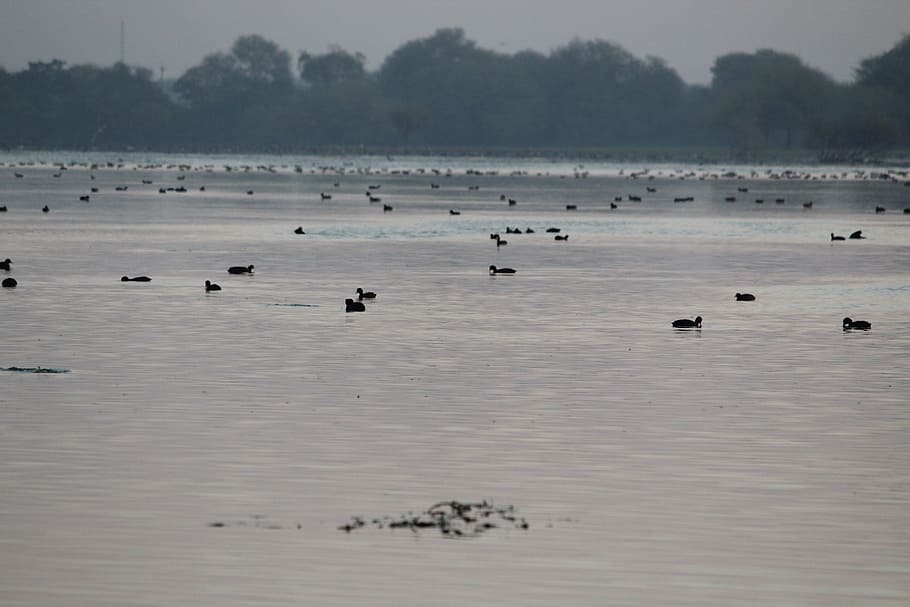 nature, duck, water, gray, bird, feathers, fowl, green, lake HD wallpaper