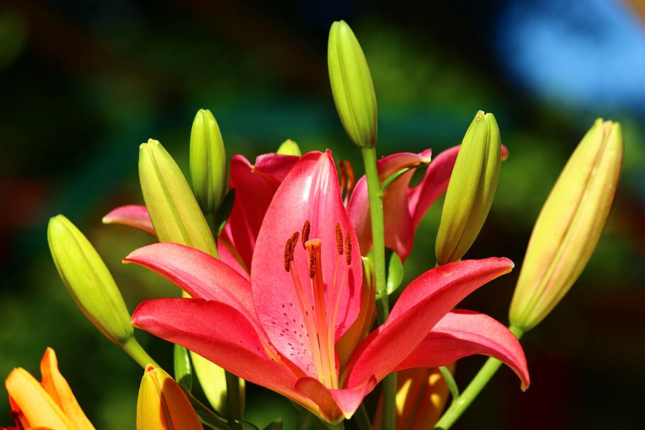 Fleur-De-Lis, Lily Season, red and yellow lilies, flower, petal, HD wallpaper