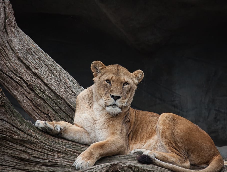 lioness resting on drift wood, cat, dangerous, lion females, feline, HD wallpaper