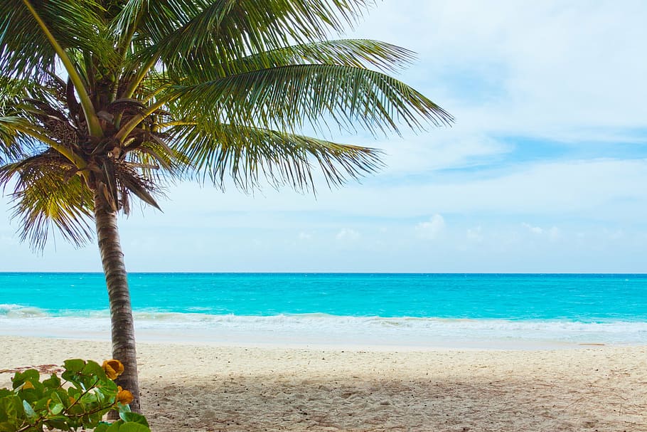 beach with coconut tree, beautiful, blue, coast, landscape HD wallpaper