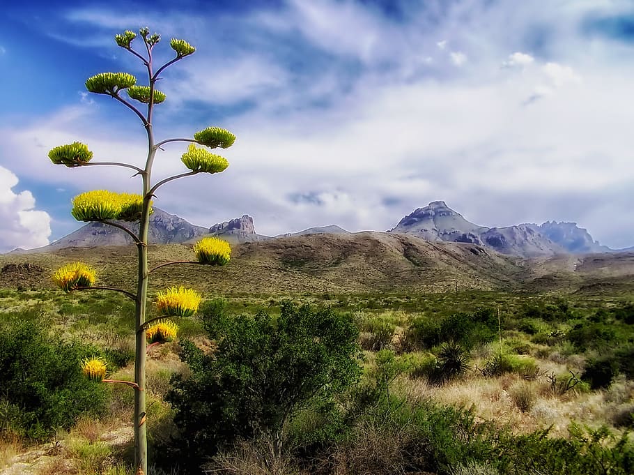 green trees and grass overlooking mountain, big bend national park, HD wallpaper