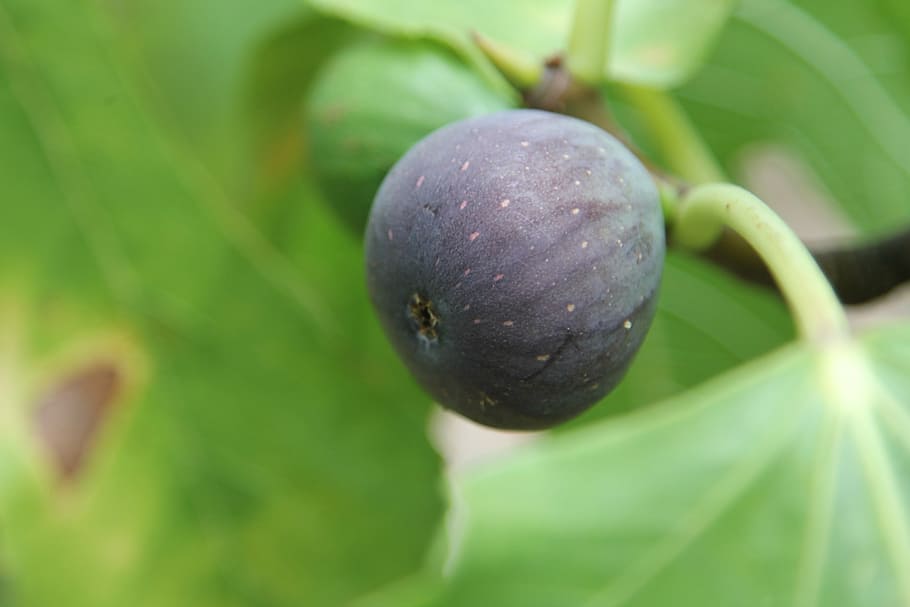fig, fig tree, fruit, eat, green, real coward, frisch, sweet HD wallpaper