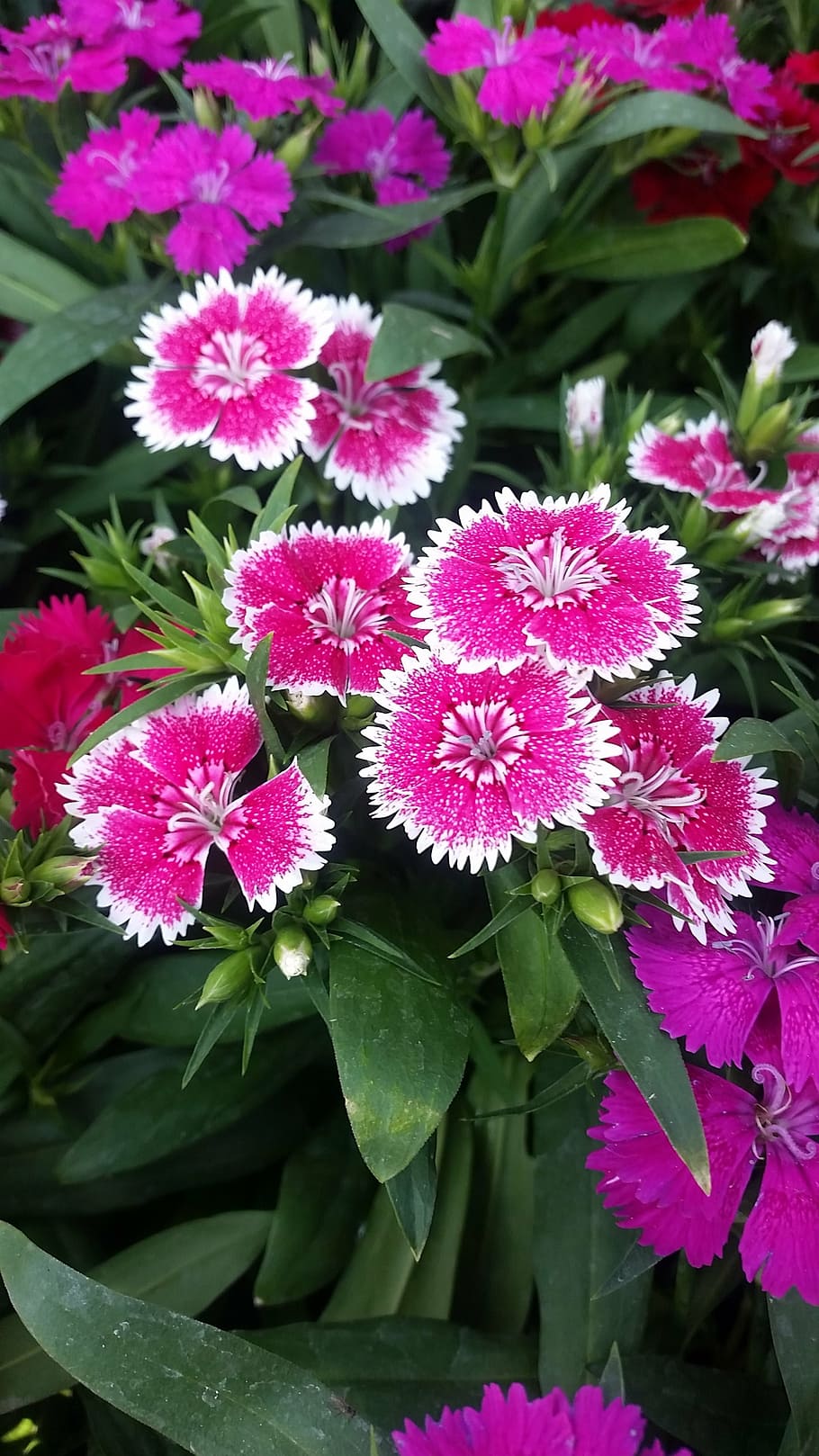 flower, pinck, nature, flowering plant, vulnerability, fragility HD wallpaper