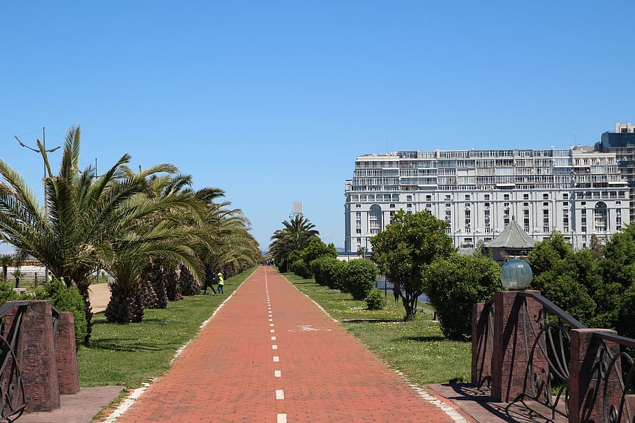 batumi, georgia, tree, architecture, plant, built structure HD wallpaper