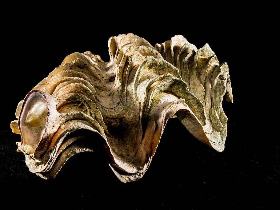 shell, limescale, close up, studio shot, black background, indoors HD wallpaper