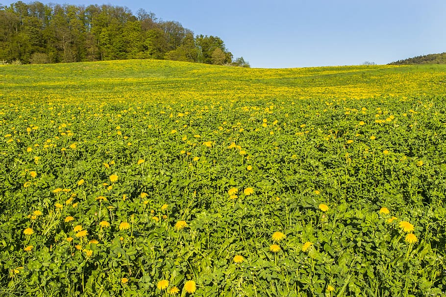 dandelion, meadow, yellow, bloom, flowers, spring, pointed flower HD wallpaper
