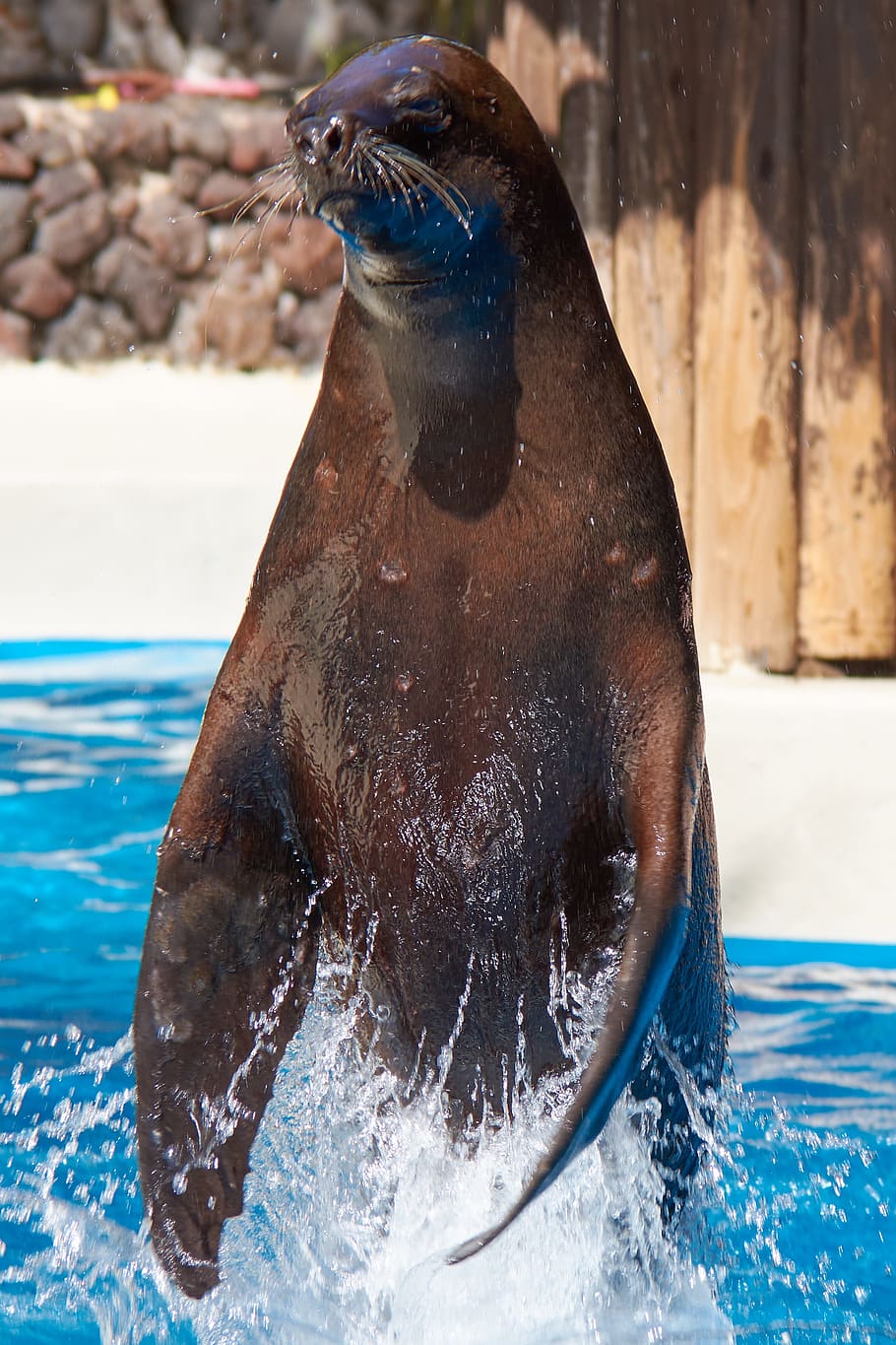 seal, jump, feat, swim, dressage, water, mammal, tame, command HD wallpaper