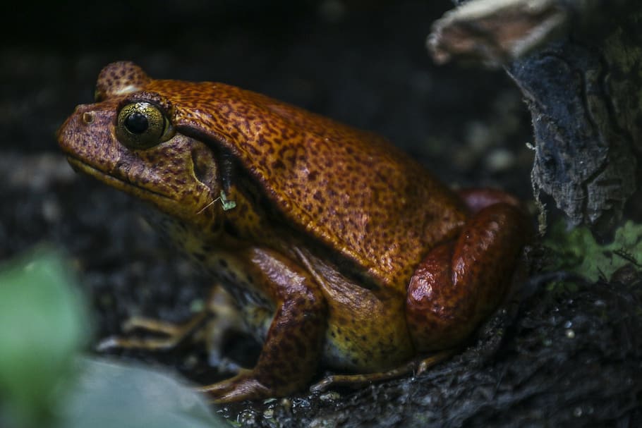 frog, animal, toads, nature, water, aquatic animal, amphibian HD wallpaper