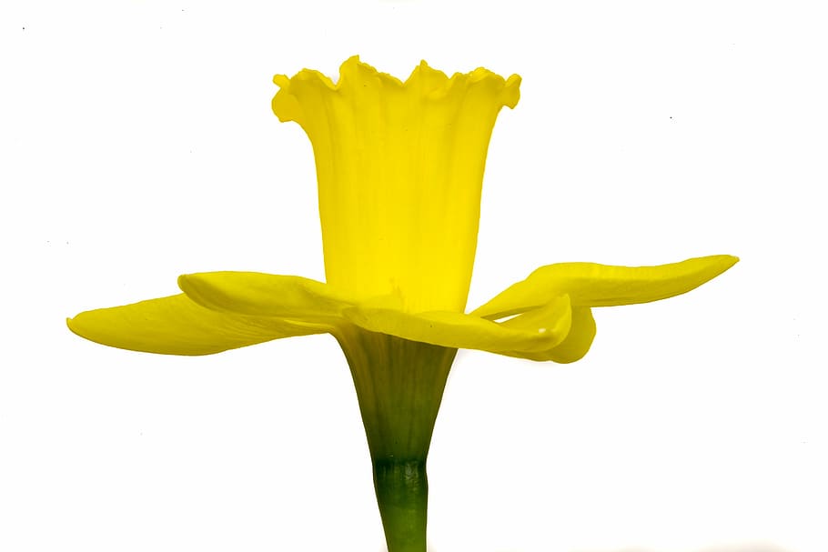 narcis, flower, yellow, white background, bloom, marco, isolated HD wallpaper