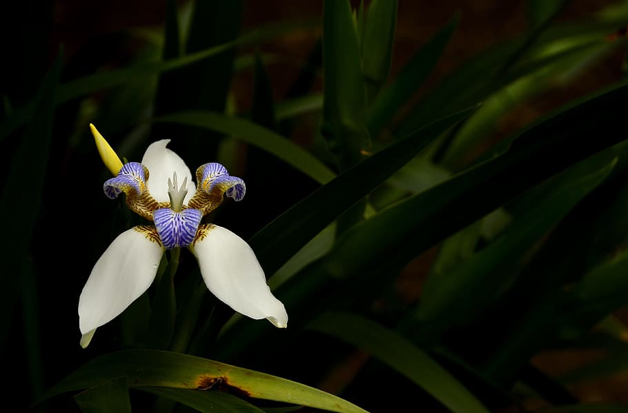 flower, wild, nature, flowering plant, growth, fragility, vulnerability HD wallpaper