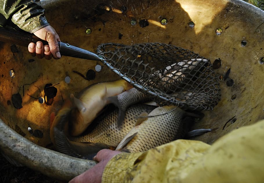hands, keser, raba, fish, vat, harvesting, south bohemia, ledenice HD wallpaper