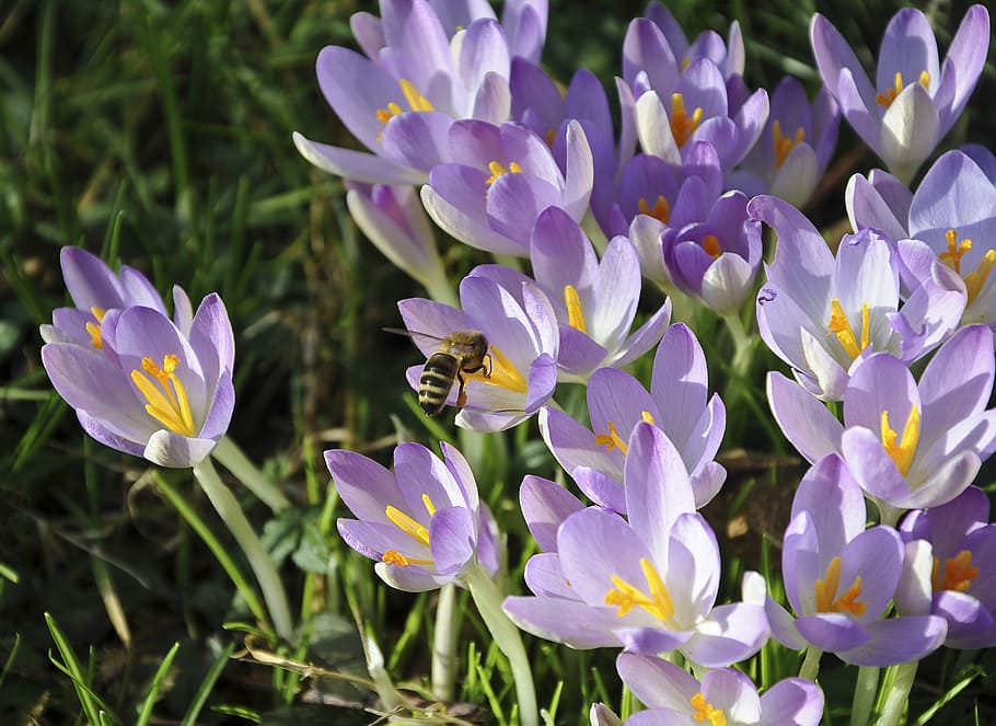 crocus, bee, flower, pollination, spring crocus, violet, early bloomer HD wallpaper