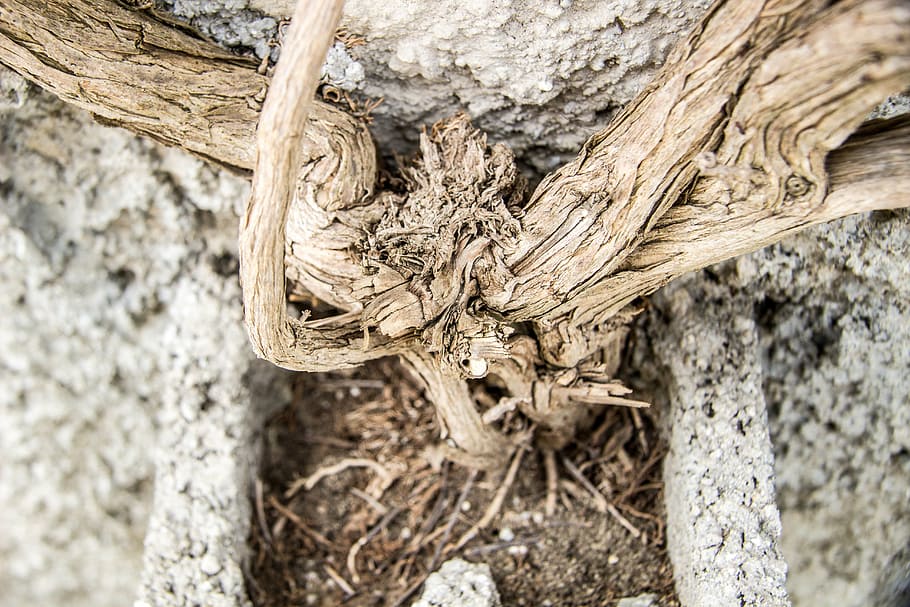 roots, old roots, wood, wall, tree, wood - material, plant HD wallpaper