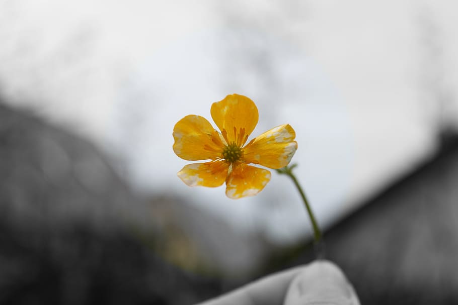 flower, nature, spring, plant, freshness, flowering plant, close-up HD wallpaper