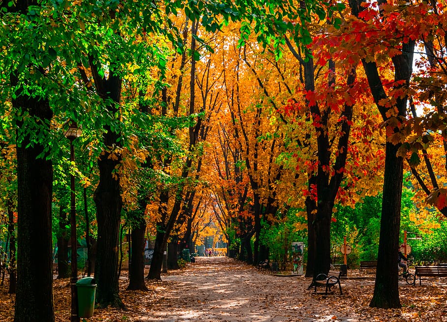 leaf, fall, tree, wood, nature, autumn, plant, change, beauty in nature HD wallpaper