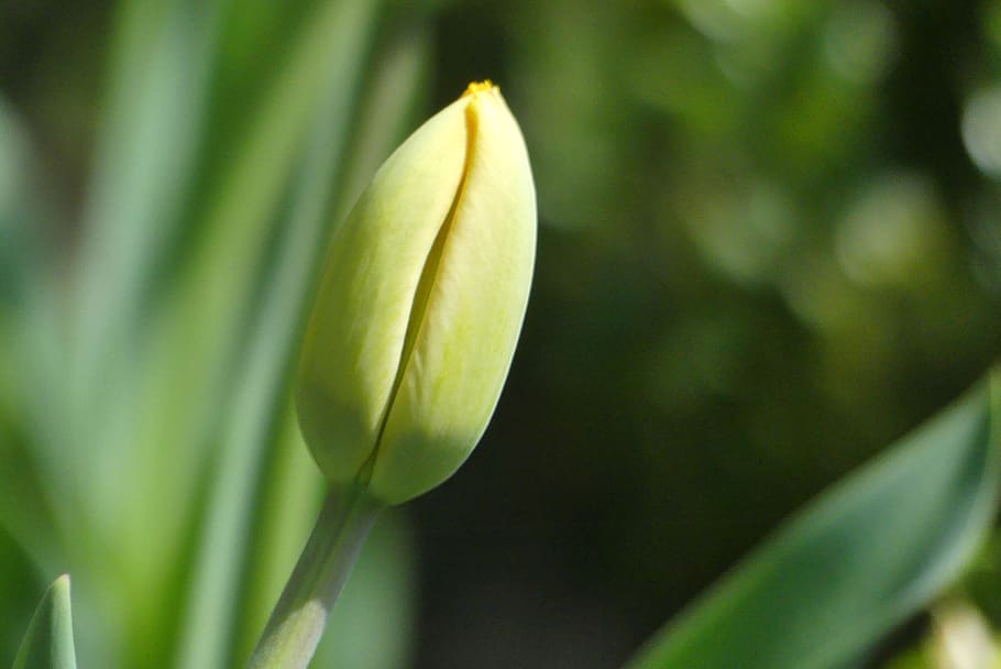 leaf, plant, nature, spring, bud, poland, close-up, flower HD wallpaper