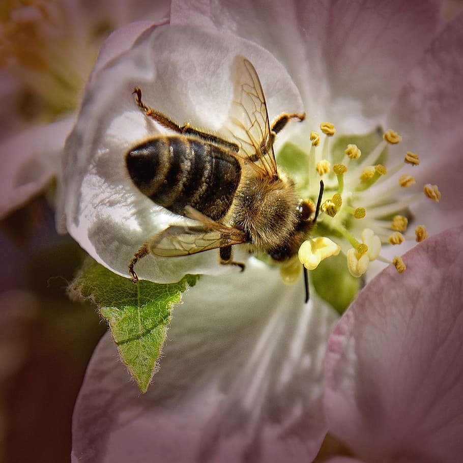 Bee, Apple Tree, Blossom, Close, apple tree blossom, bloom HD wallpaper