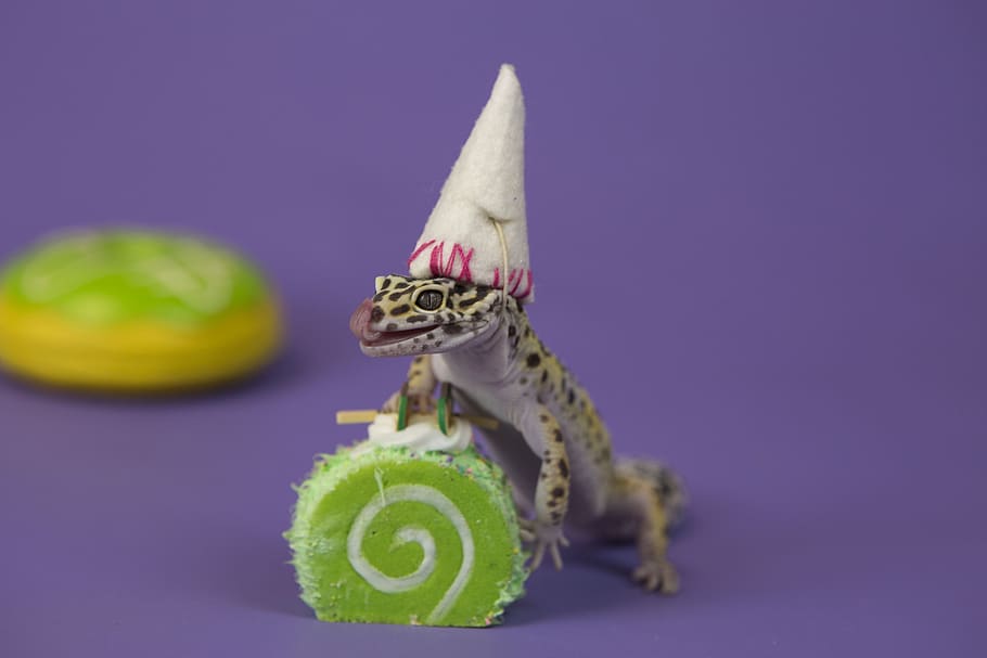 cake, reptiles, colour, green, studio shot, animal, animal themes HD wallpaper
