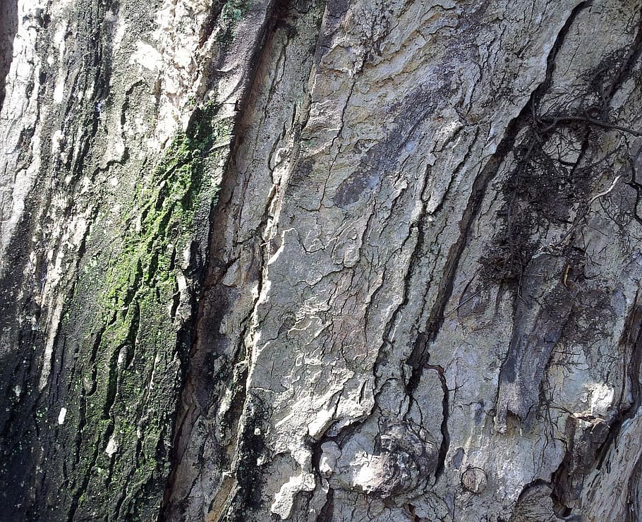 tropical, bark, texture, tree, organic, agriculture, outdoors HD wallpaper