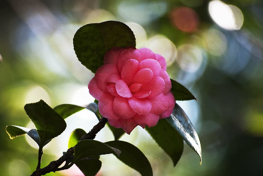 flower, pink, flowers, gentle, plant, beautiful, pink flower, HD wallpaper