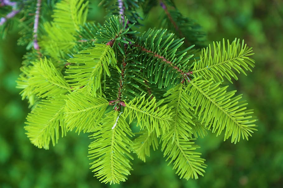 green leafed plant, nature, pine, forest, green color, tree HD wallpaper