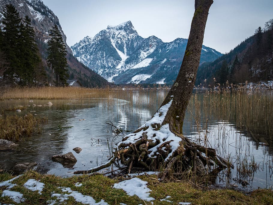 pond with snow-covered mountain background, tree root, landscape HD wallpaper