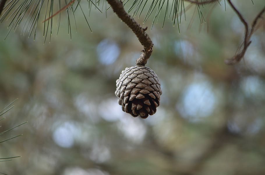 cone, pine, seed, pine cone, tree, conifer, coniferous, flora HD wallpaper