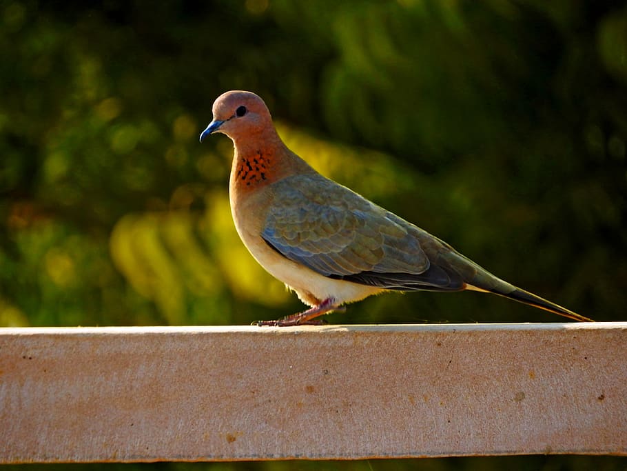 dove, bird, peace, wing, nature, feather, animal themes, animals in the wild HD wallpaper
