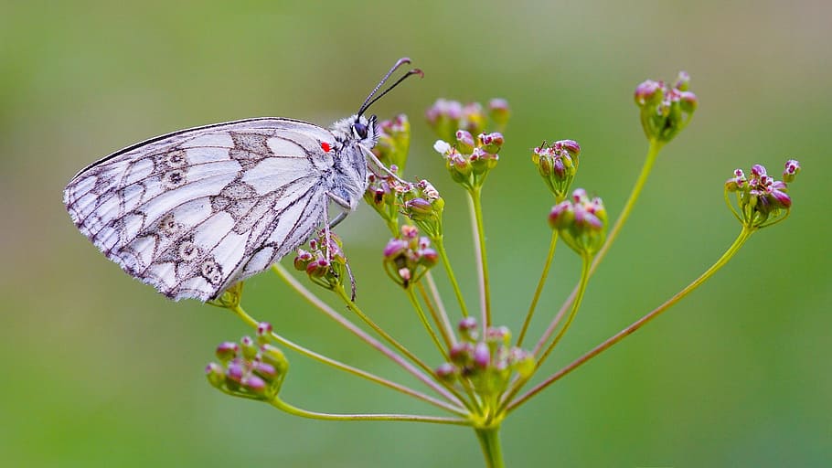 white and gray butterfly perching on pink flower in close-up photography, HD wallpaper