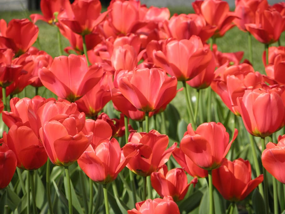 Flower, Red, Poppy, petal, nature, plant, flower head, flowering plant HD wallpaper