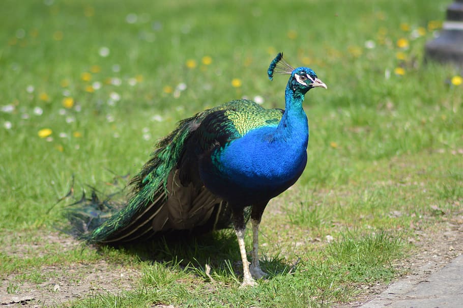blue and green Peacock stands on grass field at daytime, meadow HD wallpaper