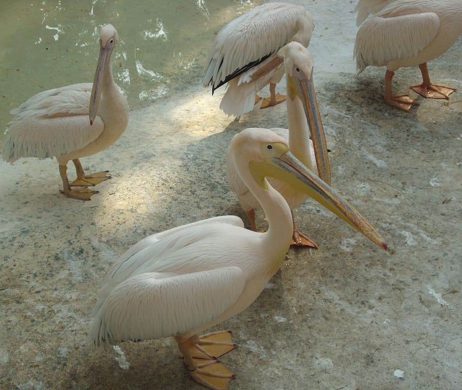 pelicans, birds, animals, fly, wings, feather, wildlife, beak HD wallpaper