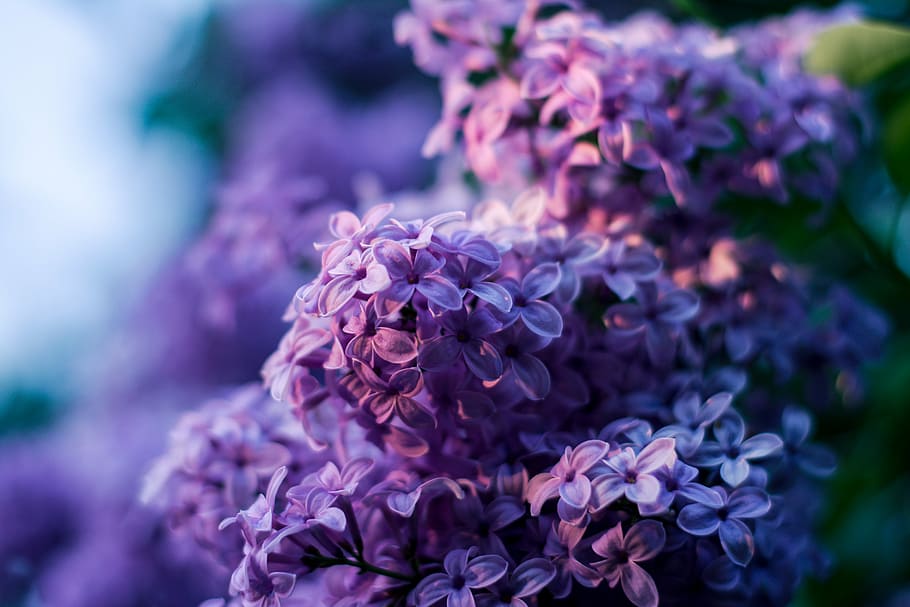 purple lilacs selective-focus photography, without, lilac flower, HD wallpaper