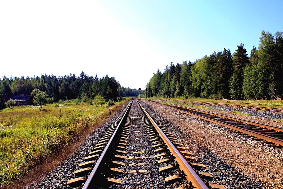 brown train rails, pine trees between railroad, macro shot, photography