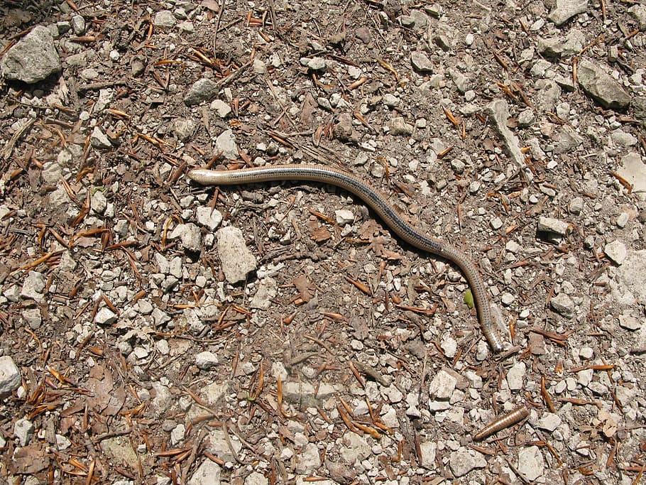 Slow Worm, Live, Pass, one animal, animals in the wild, animal themes HD wallpaper