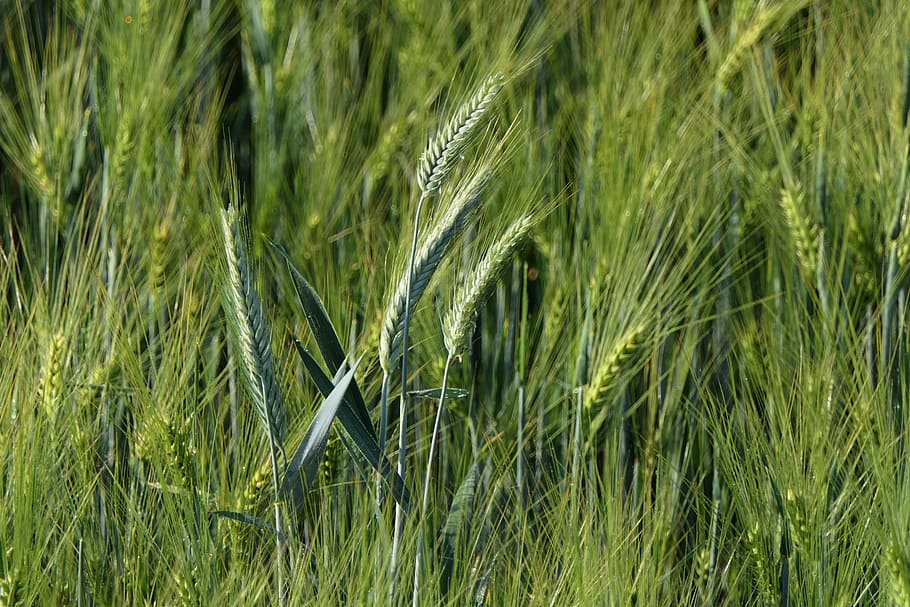shallow focus photo of green plants, cornfield, spike, background HD wallpaper