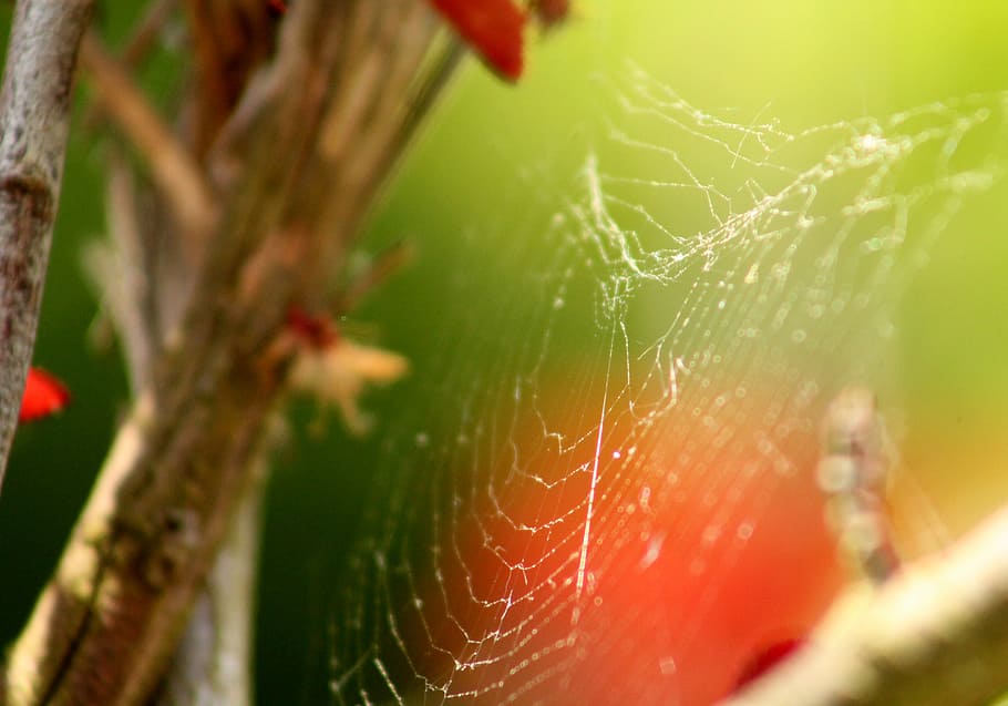web, branch, green, red, sheet, nature, tree, spring, light HD wallpaper
