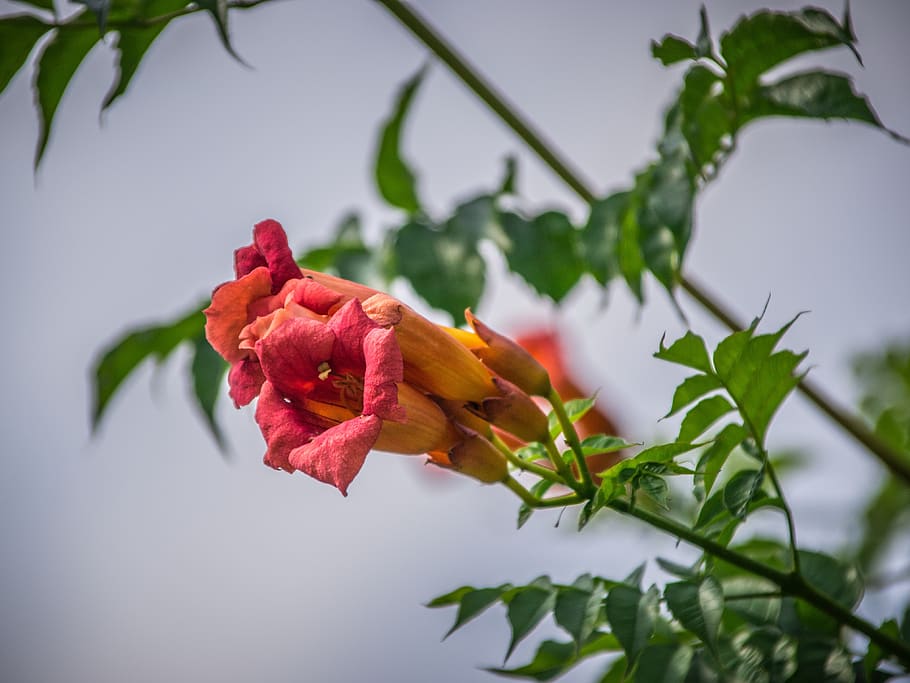 flowers, park, plants, flowering plant, beauty in nature, vulnerability HD wallpaper