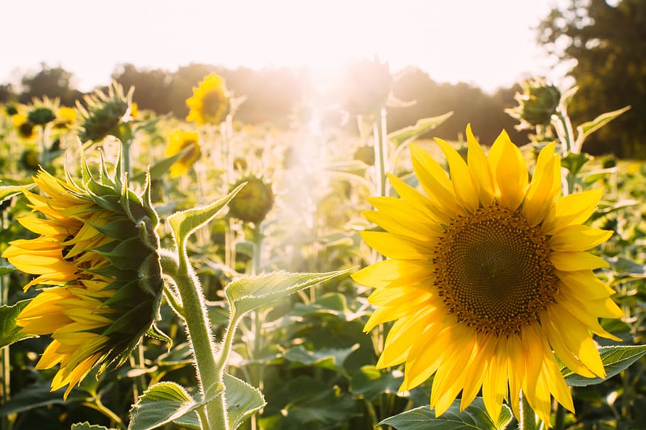 640x960px | free download | HD wallpaper: sunflower field, sunflowers under  sunset, golden hour, yellow | Wallpaper Flare