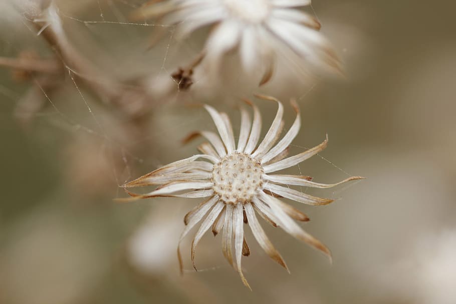green, brown, flower, background, macro, nature, plant, flowering plant HD wallpaper