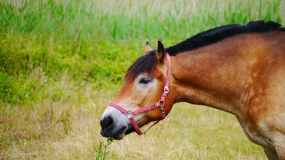 horse, mammal, brown, ross, mount, graze, workhorse, animal, HD wallpaper