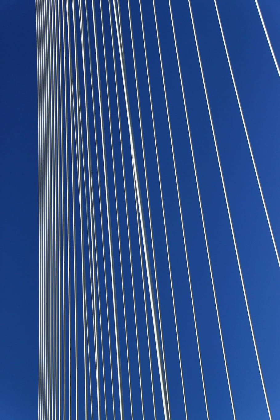 erasmus bridge, rotterdam, swan, cable stayed bridge, architecture HD wallpaper