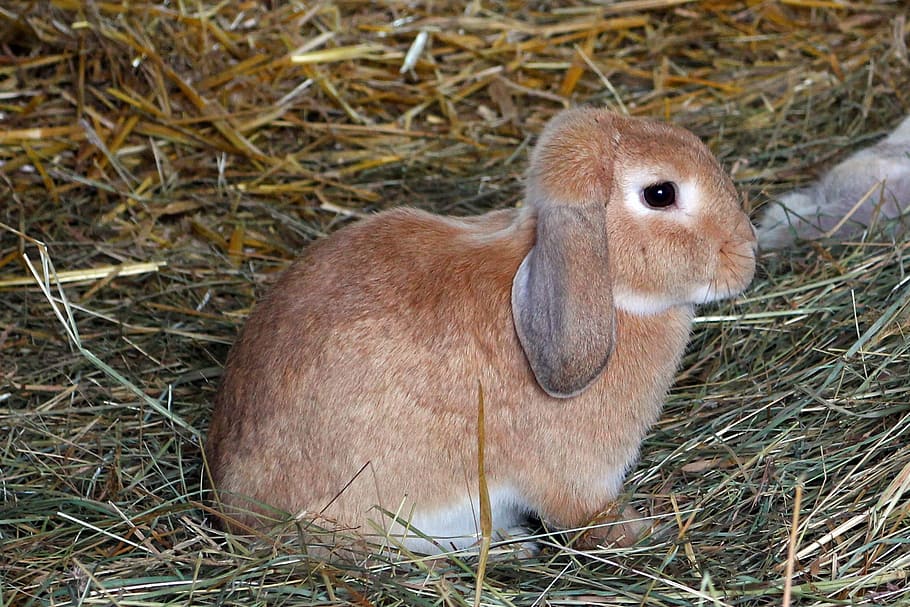 rabbit, hare, pet, hay, animal, mammal, cute, grass, fur, rodent HD wallpaper